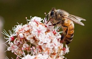 encinitas bee encinitas bee