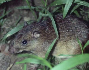 encinitas rodent encinitas rodent